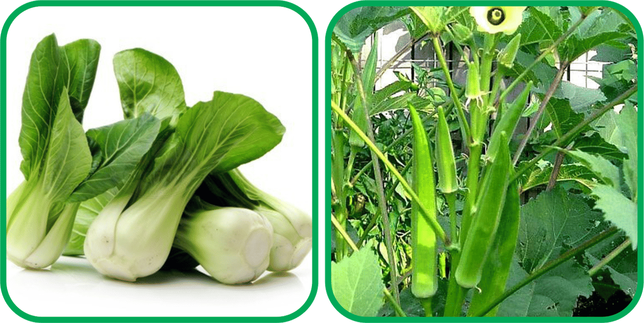 Aero Seeds Lady Finger ( 30 Seeds) And Pak Choi ( 50 Seeds) Vegetable Seeds Pack Aero Seeds Lady Finger ( 30 Seeds) And Pak Choi ( 50 Seeds) Vegetable Seeds Pack