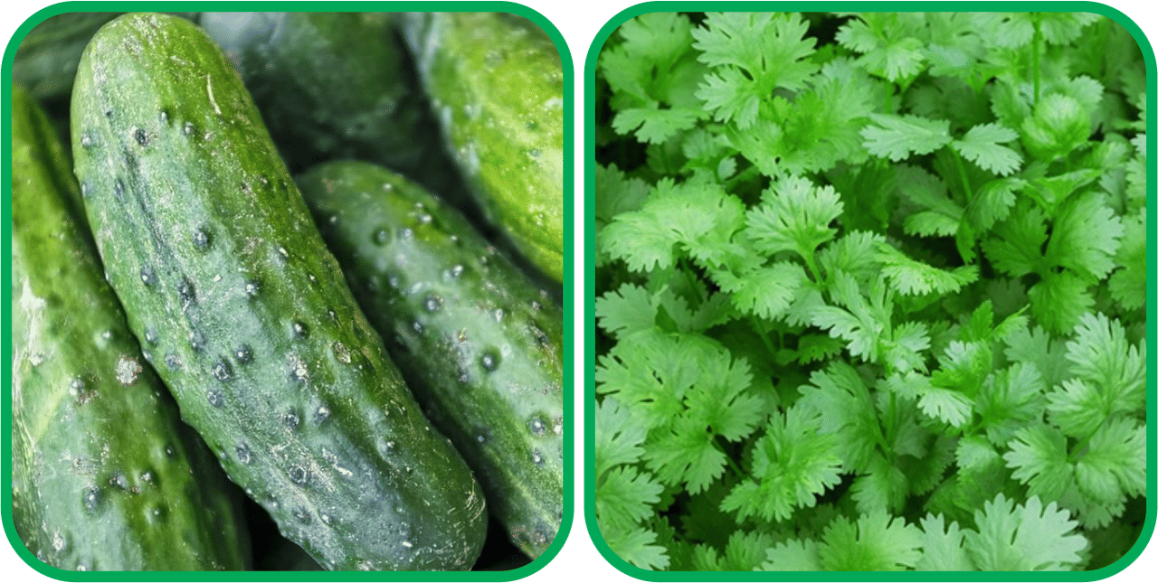     			Aero Seeds Coriander (200 Seeds) And Cucumber ( 30 Seeds) Vegetable Seeds Pack