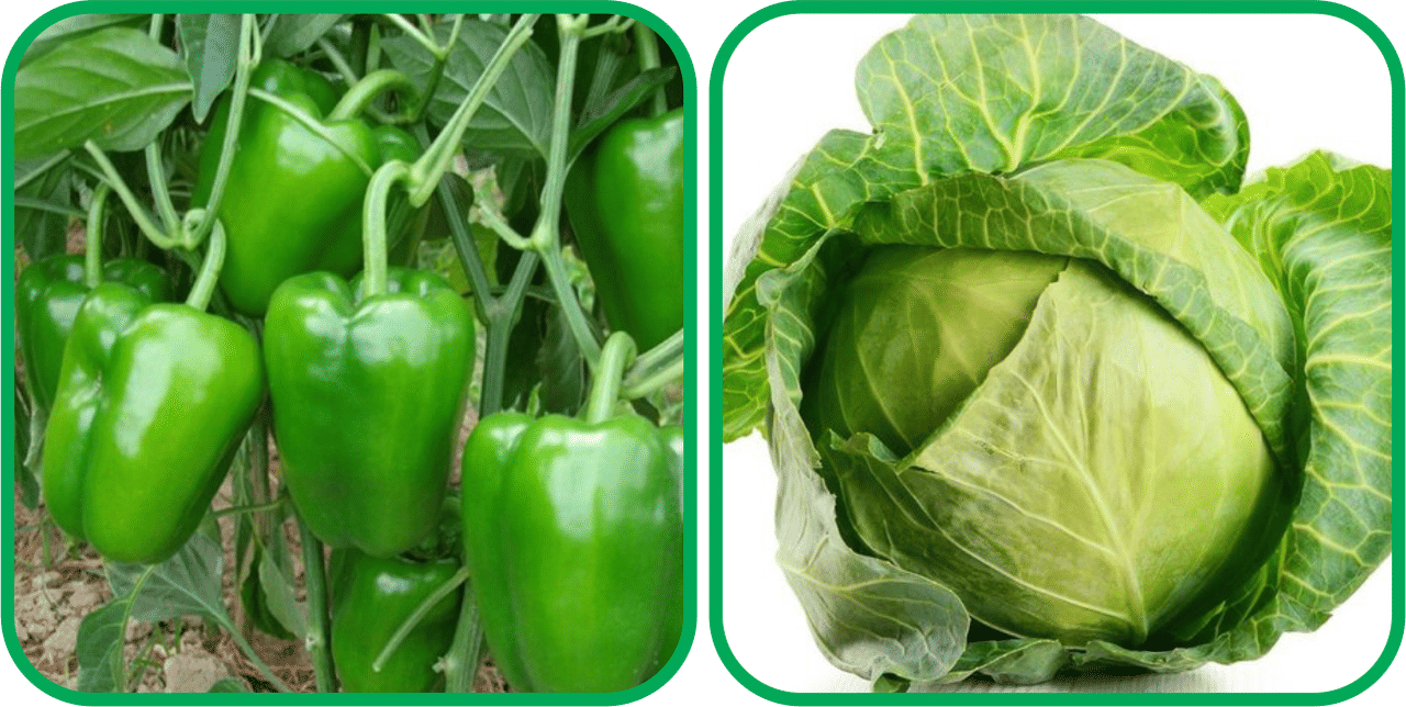 Aero Seeds Cabbage ( 50 Seeds) And Capsicum ( 30 Seeds) Vegetable Seeds Pack
