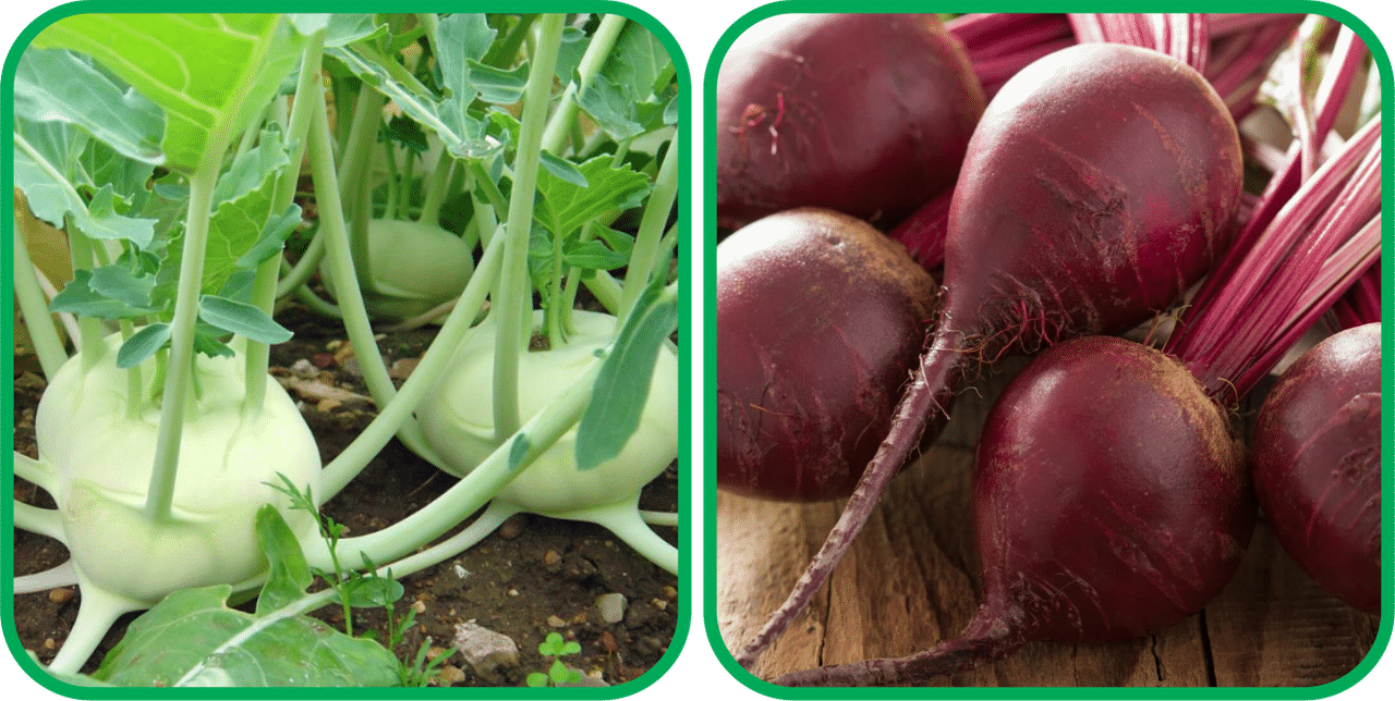 Aero Seeds Beetroot ( 100 Seeds) And Knol Khol ( 50 Seeds) Vegetable Seeds Pack Aero Seeds Beetroot ( 100 Seeds) And Knol Khol ( 50 Seeds) Vegetable Seeds Pack