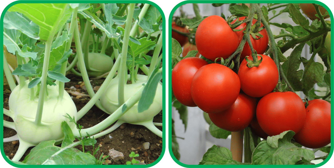 Aero Seeds Tomato ( 50 Seeds) And Knol Khol ( 50 Seeds) Vegetable Seeds Pack     			Aero Seeds Tomato ( 50 Seeds) And Knol Khol ( 50 Seeds) Vegetable Seeds Pack