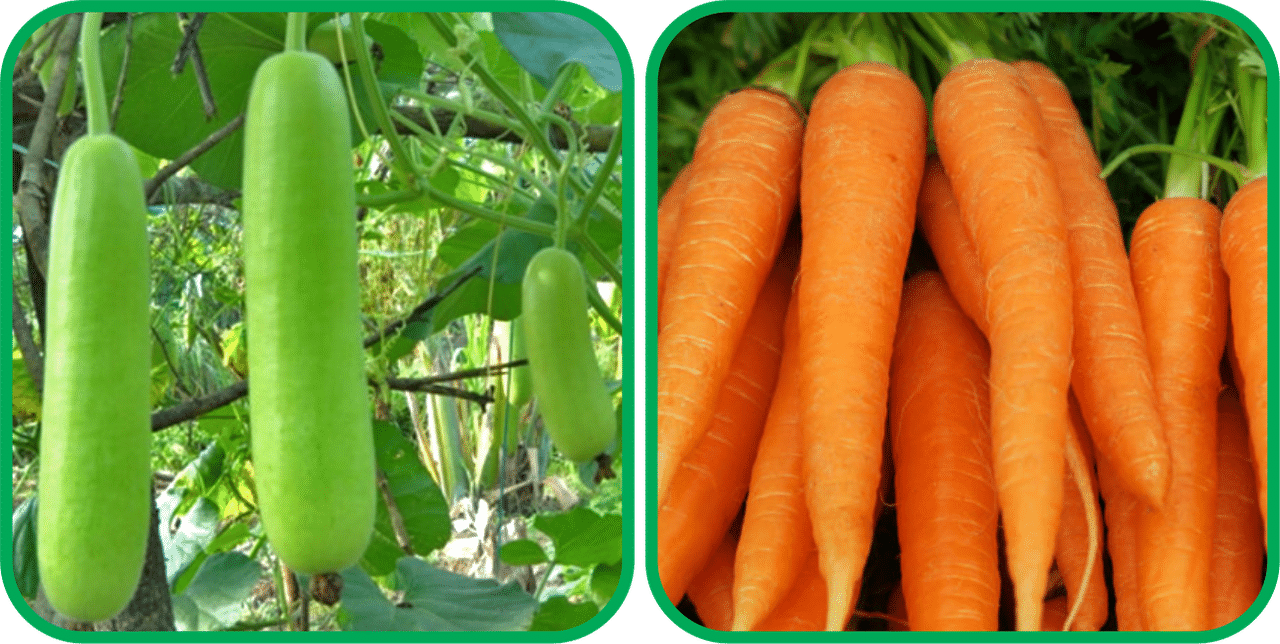     			Aero Seeds English Carrot ( 100 Seeds) And Bottle Gourd Long ( 30 Seeds) Vegetable Seeds Pack
