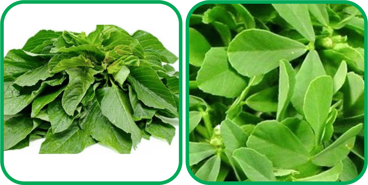Aero Seeds Fenugreek (200 Seeds) And Green Amaranth ( 200 Seeds) Vegetable Seeds Pack Aero Seeds Fenugreek (200 Seeds) And Green Amaranth ( 200 Seeds) Vegetable Seeds Pack
