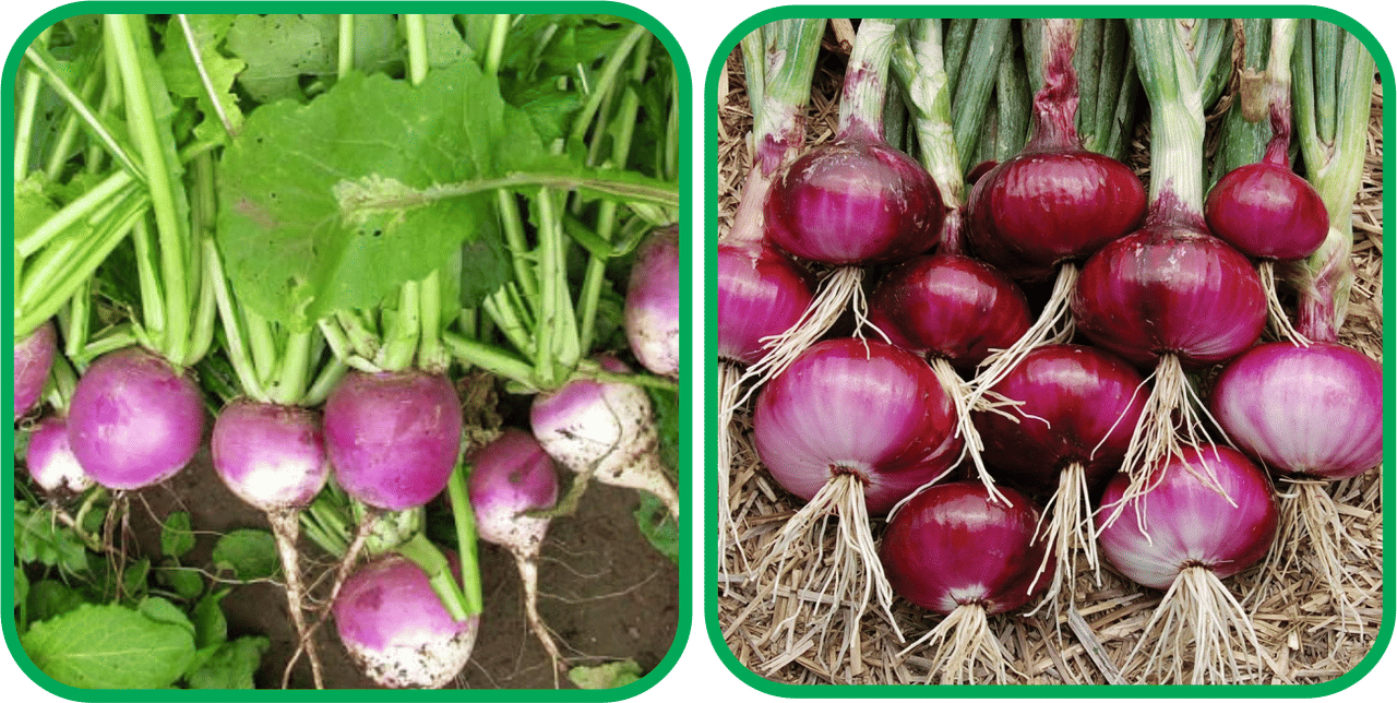 Aero Seeds Red Onion ( 200 Seeds) And Turnip ( 100 Seeds) Vegetable Seeds Pack Aero Seeds Red Onion ( 200 Seeds) And Turnip ( 100 Seeds) Vegetable Seeds Pack