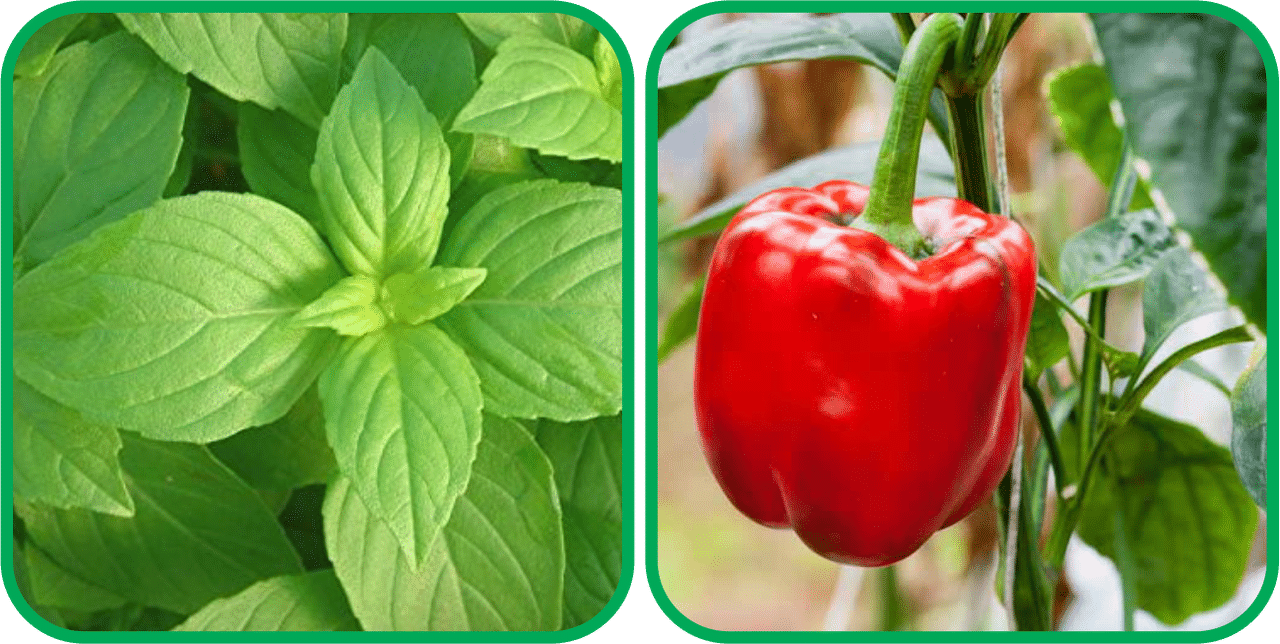 Aero Seeds Capsicum Red ( 30 Seeds) And Lemon Basil ( 100 Seeds) Vegetable Seeds Pack Aero Seeds Capsicum Red ( 30 Seeds) And Lemon Basil ( 100 Seeds) Vegetable Seeds Pack