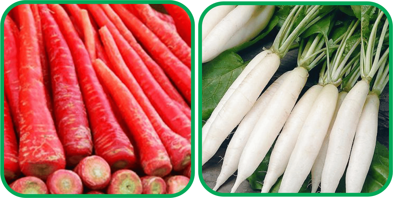 Aero Seeds Radish White Long (100 Seeds) And Redish Red ( 100 Seeds) Vegetable Seeds Pack Aero Seeds Radish White Long (100 Seeds) And Redish Red ( 100 Seeds) Vegetable Seeds Pack