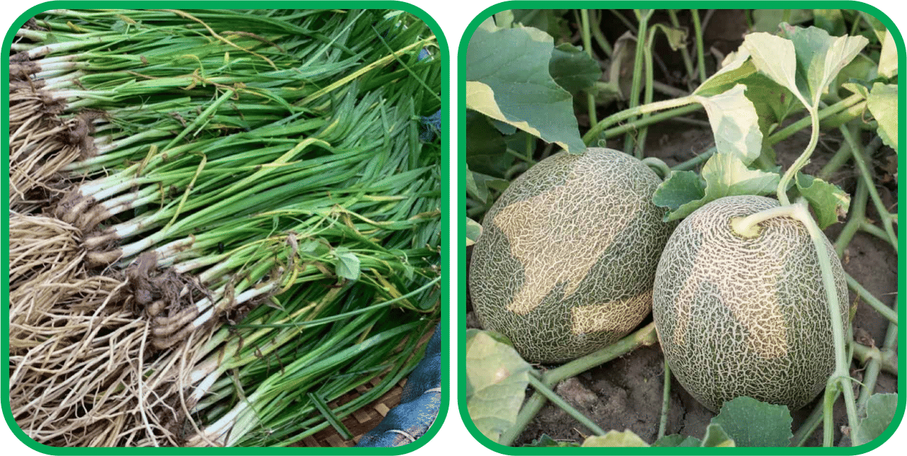 Aero Seeds Muskmelon ( 30 Seeds) And Garlic Chives ( 50 Seeds) Vegetable Seeds Pack Aero Seeds Muskmelon ( 30 Seeds) And Garlic Chives ( 50 Seeds) Vegetable Seeds Pack