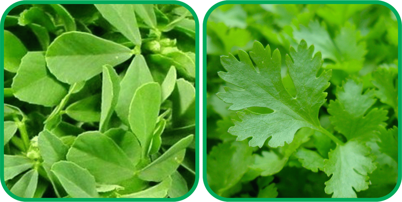 Aero Seeds Parsley ( 100 Seeds) And Fenugreek (200 Seeds) Vegetable Seeds Pack Aero Seeds Parsley ( 100 Seeds) And Fenugreek (200 Seeds) Vegetable Seeds Pack