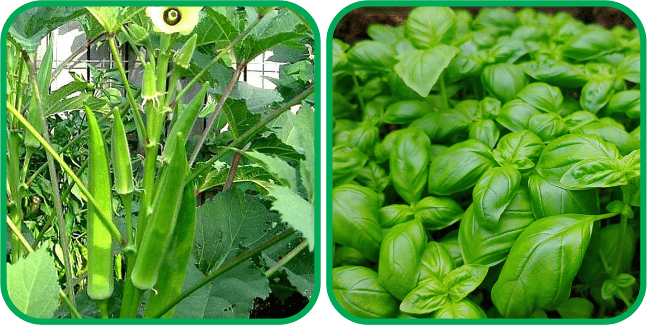 Aero Seeds Basil Green ( 100 Seeds) And Lady Finger ( 30 Seeds) Vegetable Seeds Pack Aero Seeds Basil Green ( 100 Seeds) And Lady Finger ( 30 Seeds) Vegetable Seeds Pack