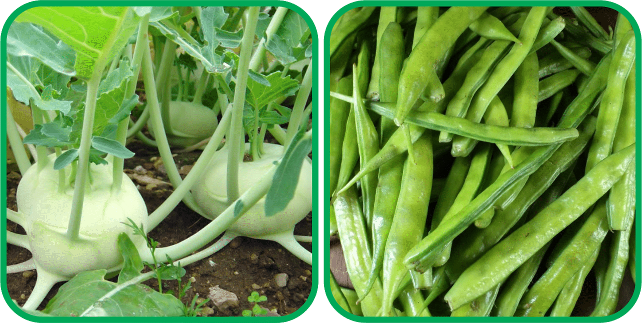 Aero Seeds Cluster Beans ( 50 Seeds) And Knol Khol ( 50 Seeds) Vegetable Seeds Pack Aero Seeds Cluster Beans ( 50 Seeds) And Knol Khol ( 50 Seeds) Vegetable Seeds Pack