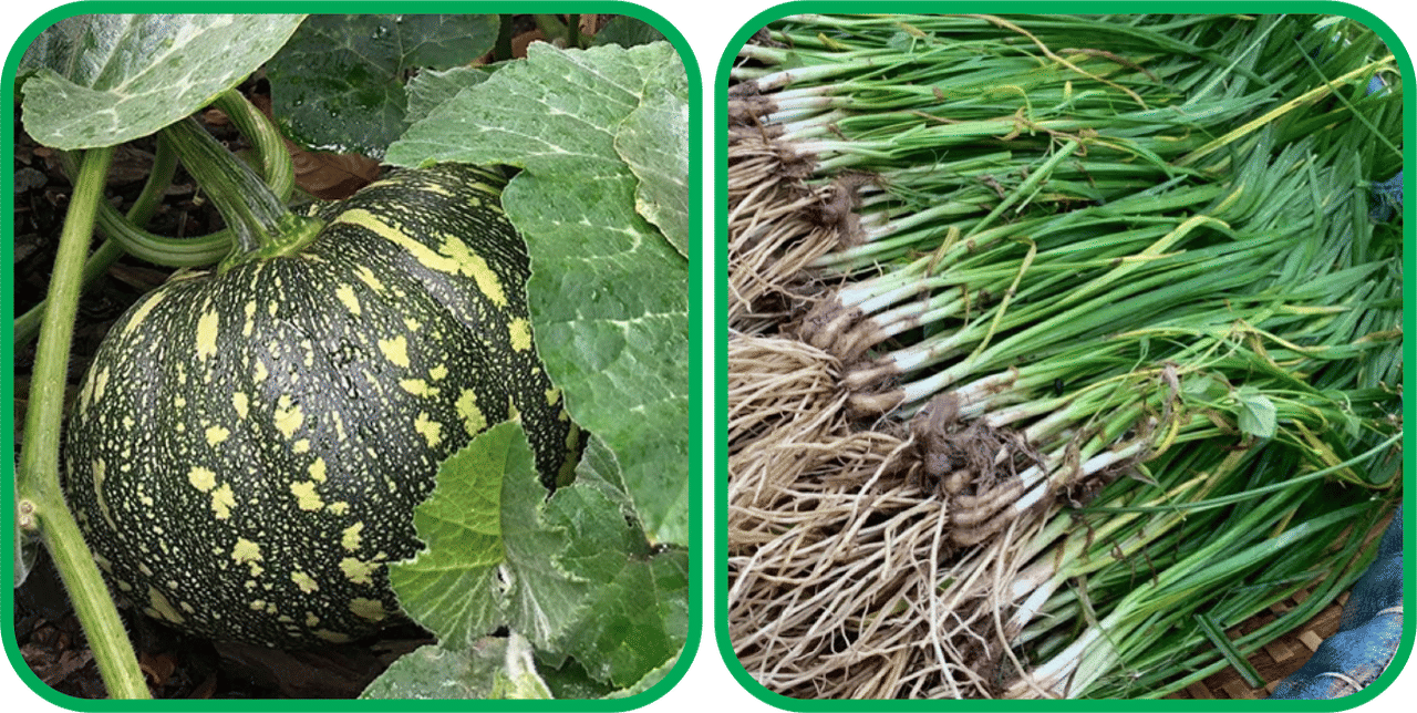     			Aero Seeds Garlic Chives ( 50 Seeds) And Pumpkin ( 30 Seeds) Vegetable Seeds Pack