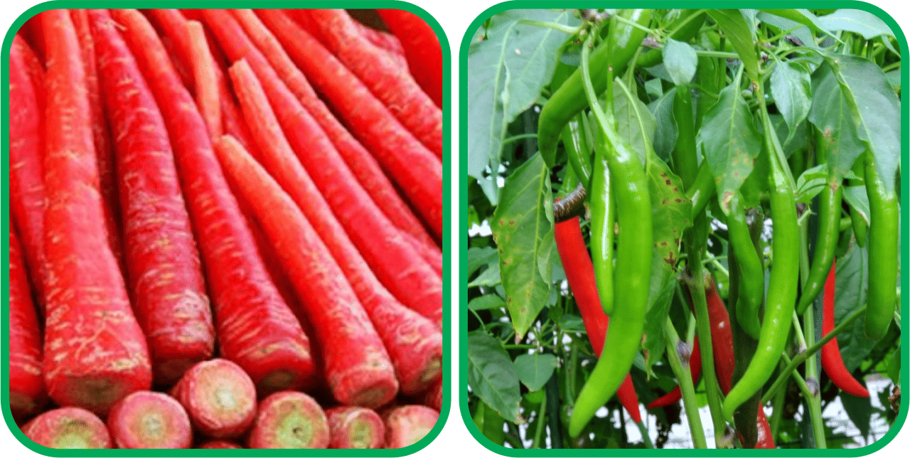     			Aero Seeds Chilli (50 Seeds) And Redish Red ( 100 Seeds) Vegetable Seeds Pack