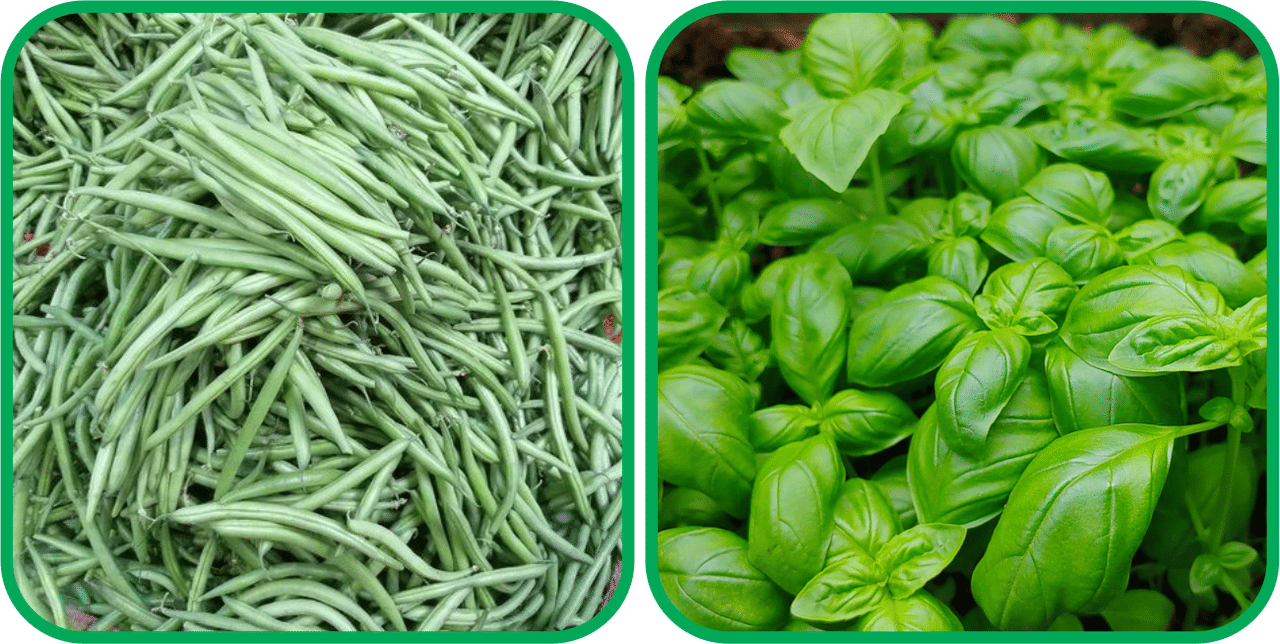     			Aero Seeds Basil Green ( 100 Seeds) And French Beans ( 30 Seeds) Vegetable Seeds Pack