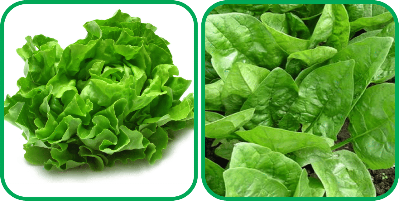 Aero Seeds Mustard (200 Seeds And Lettuce ( 100 Seeds) Vegetable Seeds Pack Aero Seeds Mustard (200 Seeds And Lettuce ( 100 Seeds) Vegetable Seeds Pack