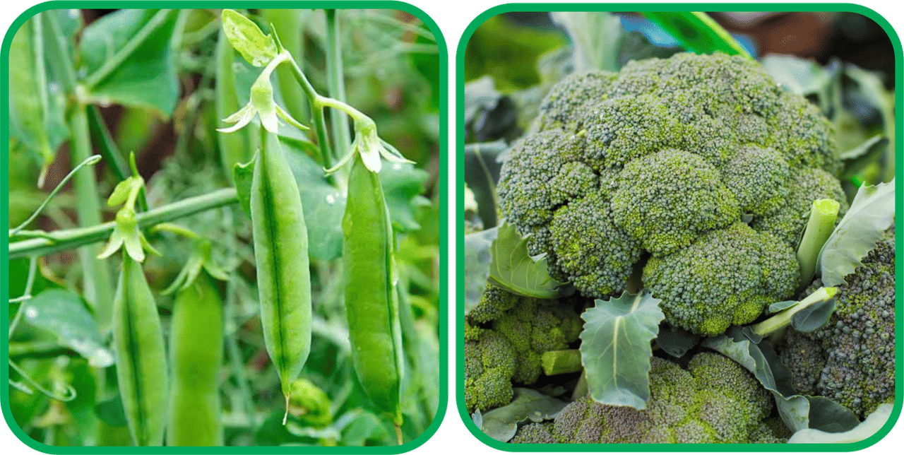 Aero Seeds Broccoli ( 50 Seeds) And Peas ( 30 Seeds) Vegetable Seeds Pack Aero Seeds Broccoli ( 50 Seeds) And Peas ( 30 Seeds) Vegetable Seeds Pack