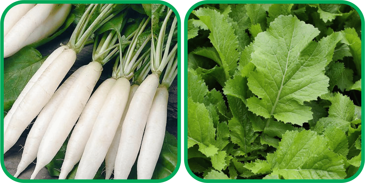     			Aero Seeds Spinach (200 Seeds) And Radish White Long (100 Seeds) Vegetable Seeds Pack