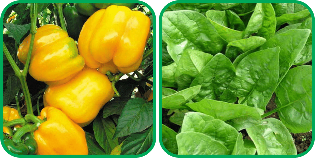 Aero Seeds Mustard (200 Seeds And Capsicum Yellow ( 30 Seeds) Vegetable Seeds Pack Aero Seeds Mustard (200 Seeds And Capsicum Yellow ( 30 Seeds) Vegetable Seeds Pack