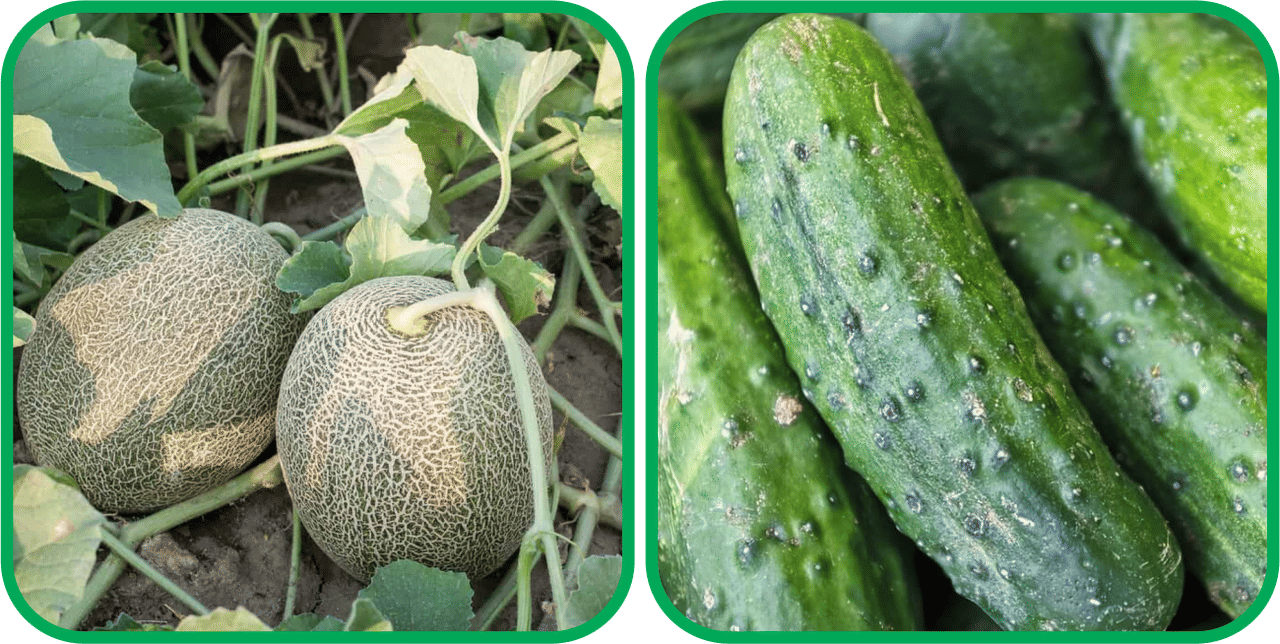 Aero Seeds Cucumber ( 30 Seeds) And Muskmelon ( 30 Seeds) Vegetable Seeds Pack Aero Seeds Cucumber ( 30 Seeds) And Muskmelon ( 30 Seeds) Vegetable Seeds Pack