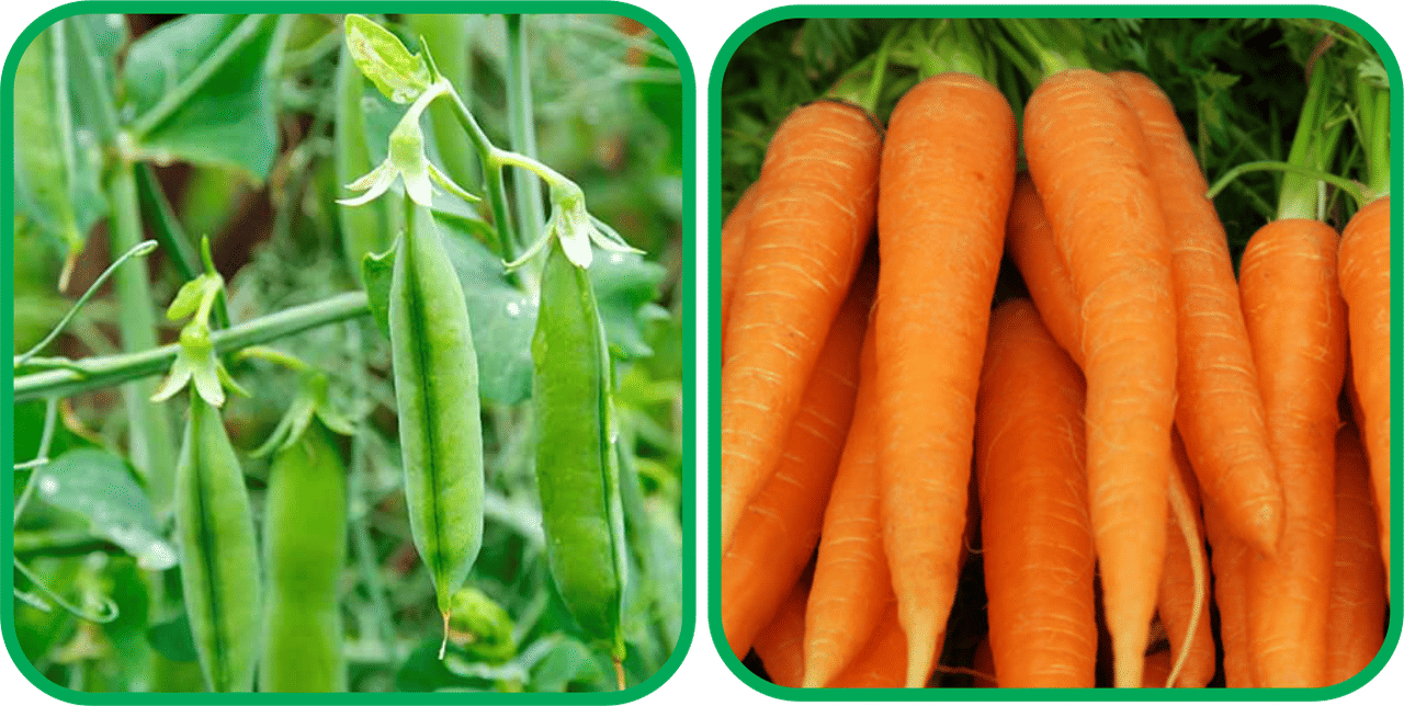 Aero Seeds English Carrot ( 100 Seeds) And Peas ( 30 Seeds) Vegetable Seeds Pack Aero Seeds English Carrot ( 100 Seeds) And Peas ( 30 Seeds) Vegetable Seeds Pack