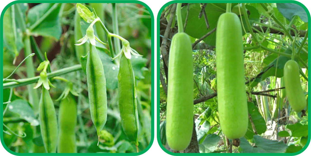 Aero Seeds Bottle Gourd Long ( 30 Seeds) And Peas ( 30 Seeds) Vegetable Seeds Pack Aero Seeds Bottle Gourd Long ( 30 Seeds) And Peas ( 30 Seeds) Vegetable Seeds Pack