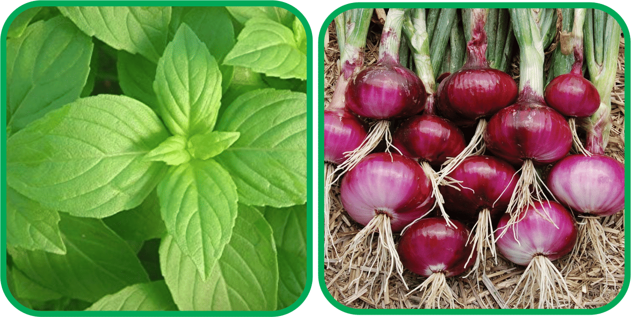 Aero Seeds Red Onion ( 200 Seeds) And Lemon Basil ( 100 Seeds) Vegetable Seeds Pack