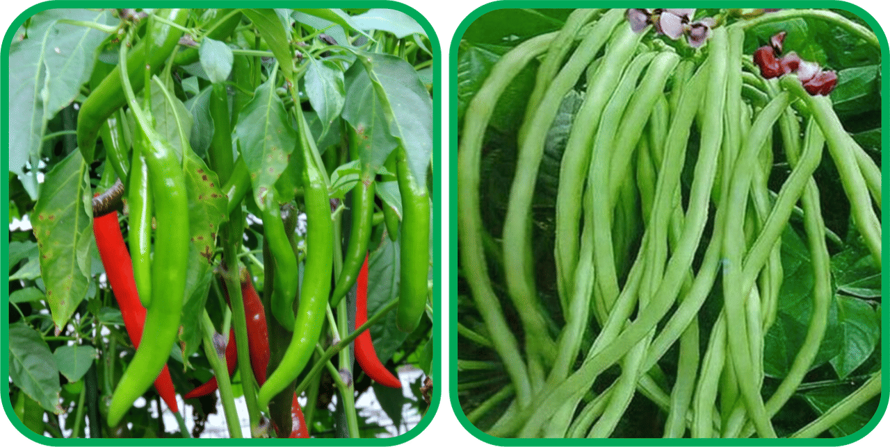 Aero Seeds Lobiya ( 30 Seeds) And Chilli (50 Seeds) Vegetable Seeds Pack Aero Seeds Lobiya ( 30 Seeds) And Chilli (50 Seeds) Vegetable Seeds Pack