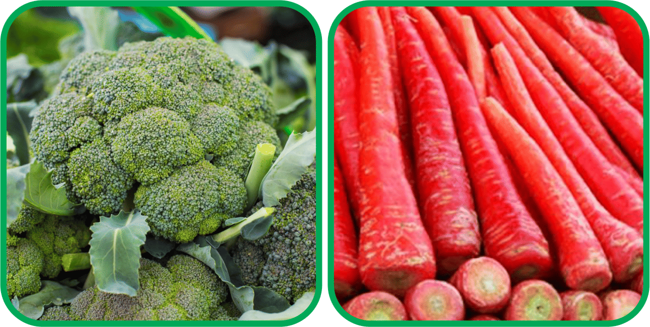 Aero Seeds Redish Red ( 100 Seeds) And Broccoli ( 50 Seeds) Vegetable Seeds Pack Aero Seeds Redish Red ( 100 Seeds) And Broccoli ( 50 Seeds) Vegetable Seeds Pack