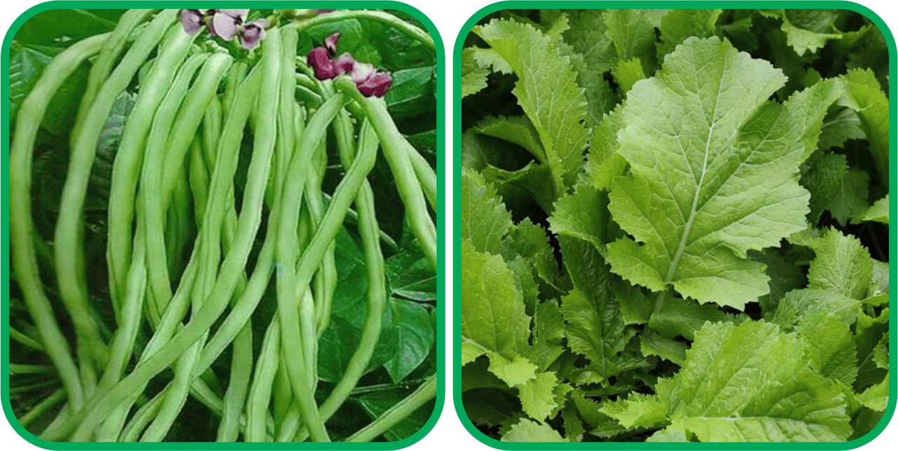 Aero Seeds Spinach (200 Seeds) And Lobiya ( 30 Seeds) Vegetable Seeds Pack Aero Seeds Spinach (200 Seeds) And Lobiya ( 30 Seeds) Vegetable Seeds Pack