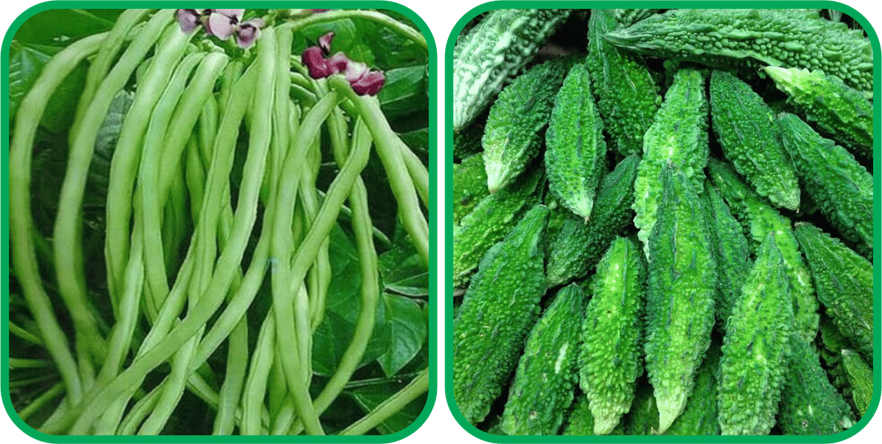 Aero Seeds Bitter Gourd ( 30 Seeds) And Lobiya ( 30 Seeds) Vegetable Seeds Pack Aero Seeds Bitter Gourd ( 30 Seeds) And Lobiya ( 30 Seeds) Vegetable Seeds Pack