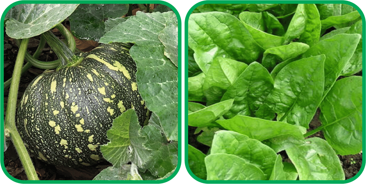 Aero Seeds Mustard (200 Seeds And Pumpkin ( 30 Seeds) Vegetable Seeds Pack Aero Seeds Mustard (200 Seeds And Pumpkin ( 30 Seeds) Vegetable Seeds Pack