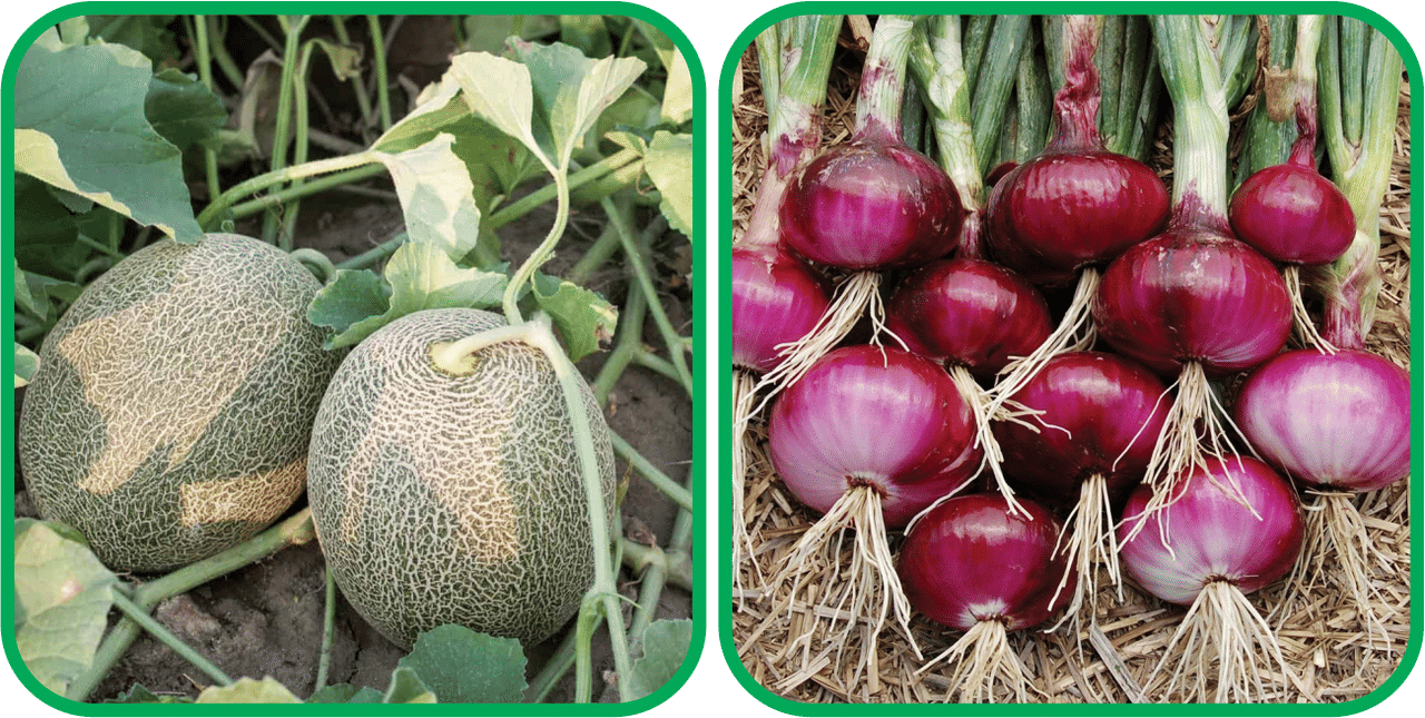     			Aero Seeds Red Onion ( 200 Seeds) And Muskmelon ( 30 Seeds) Vegetable Seeds Pack