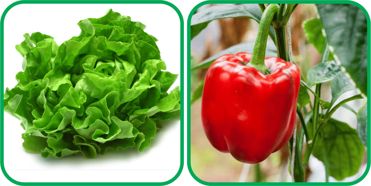 Aero Seeds Capsicum Red ( 30 Seeds) And Lettuce ( 100 Seeds) Vegetable Seeds Pack Aero Seeds Capsicum Red ( 30 Seeds) And Lettuce ( 100 Seeds) Vegetable Seeds Pack