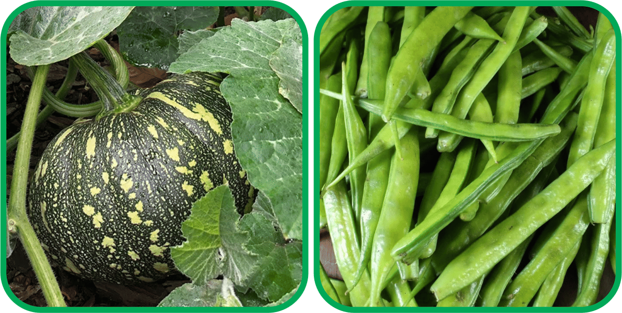 Aero Seeds Cluster Beans ( 50 Seeds) And Pumpkin ( 30 Seeds) Vegetable Seeds Pack Aero Seeds Cluster Beans ( 50 Seeds) And Pumpkin ( 30 Seeds) Vegetable Seeds Pack