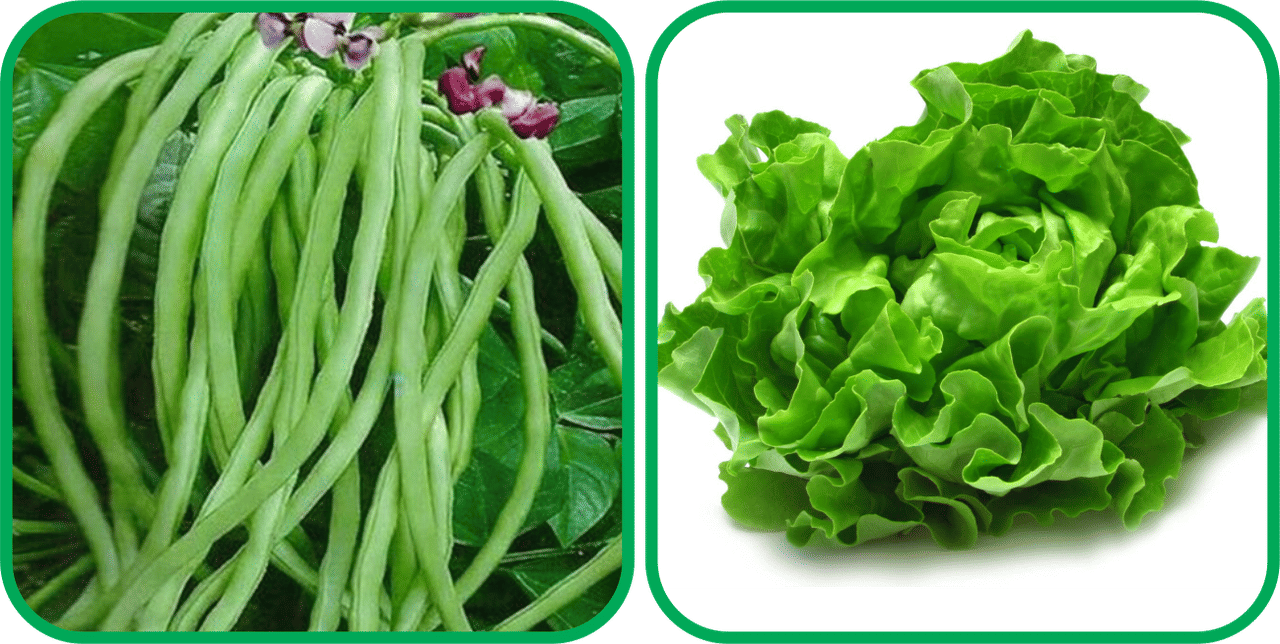     			Aero Seeds Lettuce ( 100 Seeds) And Lobiya ( 30 Seeds) Vegetable Seeds Pack