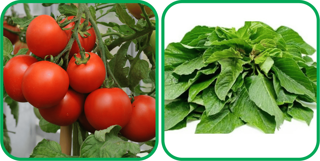 Aero Seeds Green Amaranth ( 200 Seeds) And Tomato ( 50 Seeds) Vegetable Seeds Pack Aero Seeds Green Amaranth ( 200 Seeds) And Tomato ( 50 Seeds) Vegetable Seeds Pack