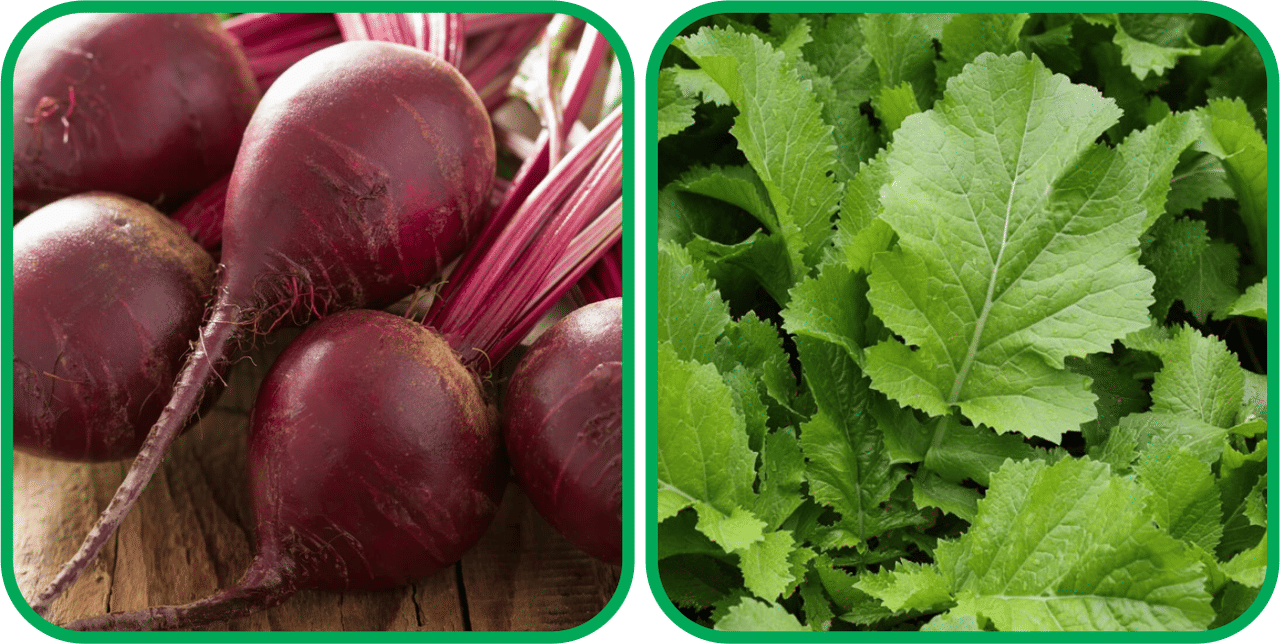     			Aero Seeds Spinach (200 Seeds) And Beetroot ( 100 Seeds) Vegetable Seeds Pack