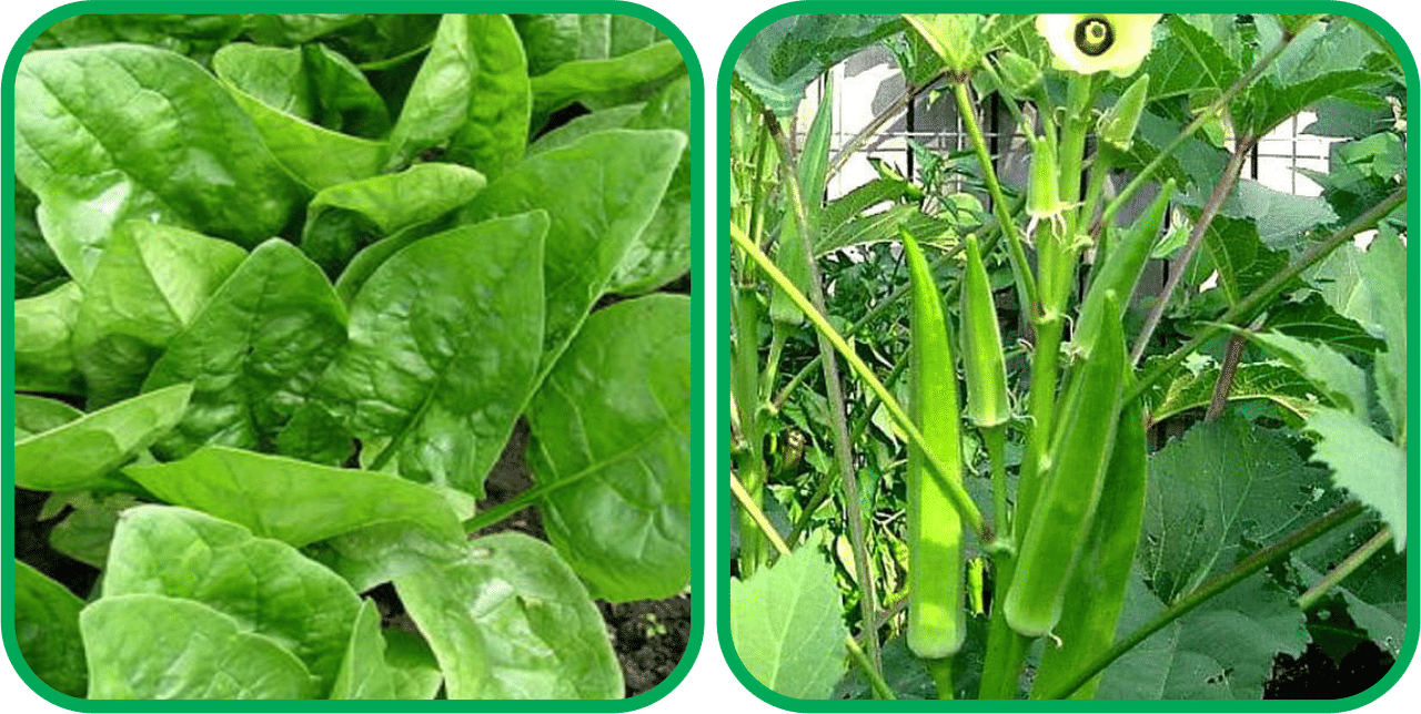 Aero Seeds Lady Finger ( 30 Seeds) And Spinach (200 Seeds) Vegetable Seeds Pack Aero Seeds Lady Finger ( 30 Seeds) And Spinach (200 Seeds) Vegetable Seeds Pack