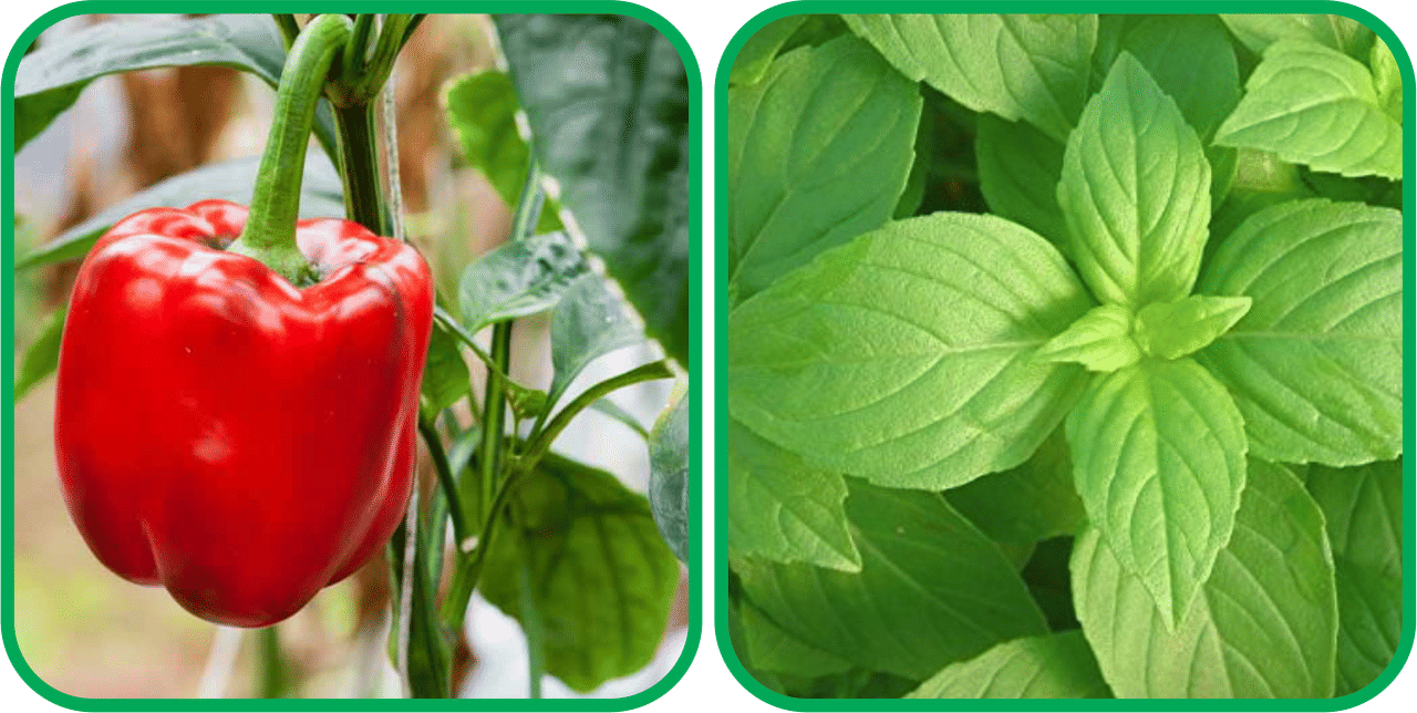     			Aero Seeds Lemon Basil ( 100 Seeds) And Capsicum Red ( 30 Seeds) Vegetable Seeds Pack