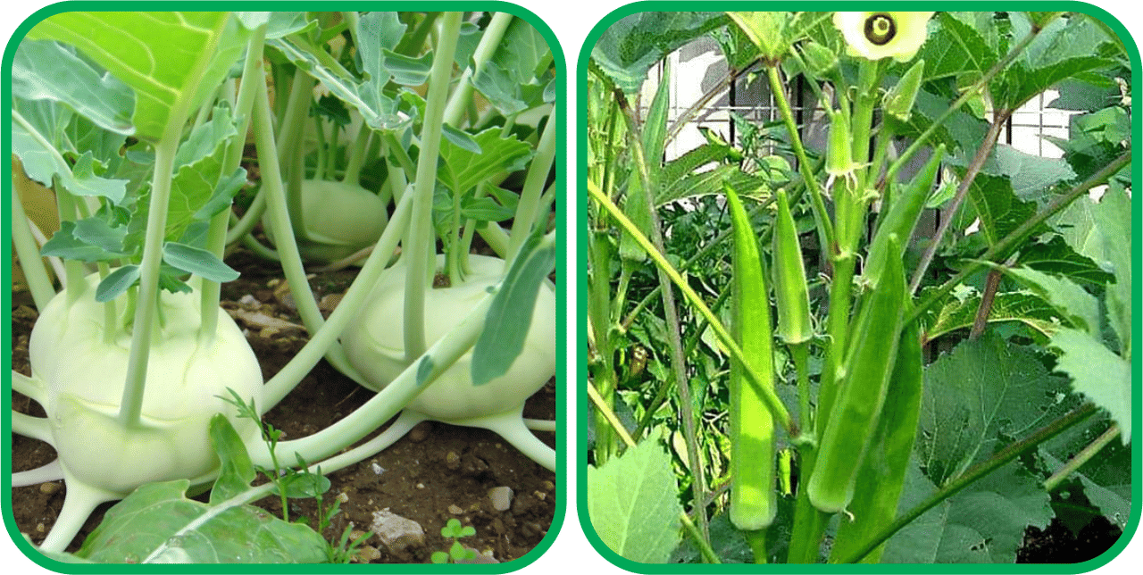 Aero Seeds Lady Finger ( 30 Seeds) And Knol Khol ( 50 Seeds) Vegetable Seeds Pack     			Aero Seeds Lady Finger ( 30 Seeds) And Knol Khol ( 50 Seeds) Vegetable Seeds Pack