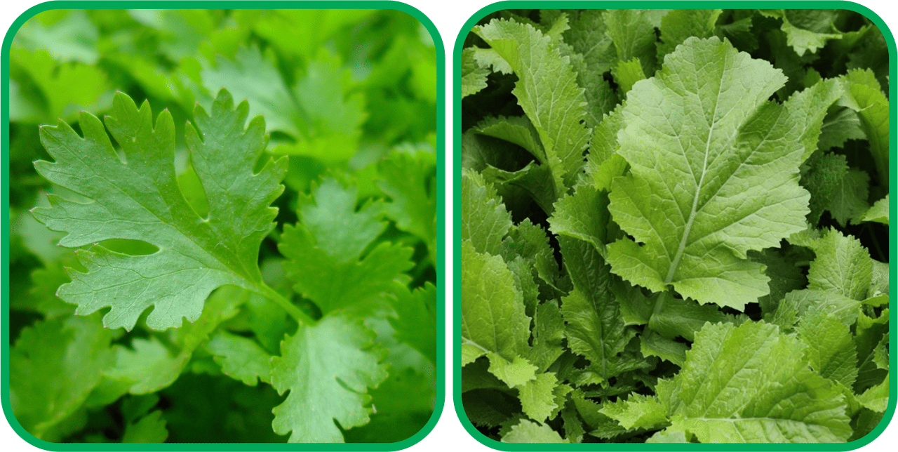 Aero Seeds Spinach (200 Seeds) And Parsley ( 100 Seeds) Vegetable Seeds Pack Aero Seeds Spinach (200 Seeds) And Parsley ( 100 Seeds) Vegetable Seeds Pack