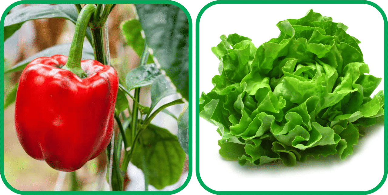     			Aero Seeds Lettuce ( 100 Seeds) And Capsicum Red ( 30 Seeds) Vegetable Seeds Pack