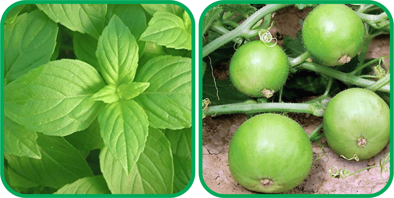 Aero Seeds Tinda ( 30 Seeds) And Lemon Basil ( 100 Seeds) Vegetable Seeds Pack Aero Seeds Tinda ( 30 Seeds) And Lemon Basil ( 100 Seeds) Vegetable Seeds Pack