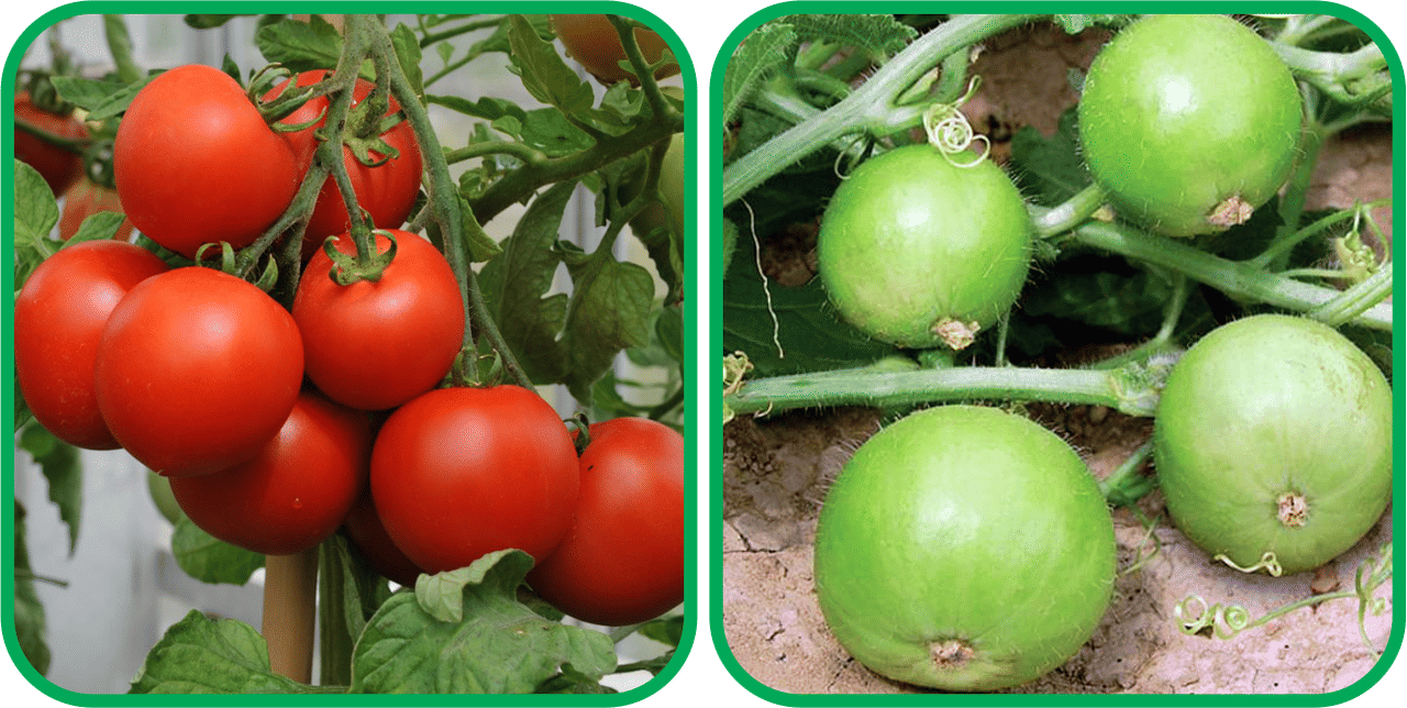 Aero Seeds Tinda ( 30 Seeds) And Tomato ( 50 Seeds) Vegetable Seeds Pack