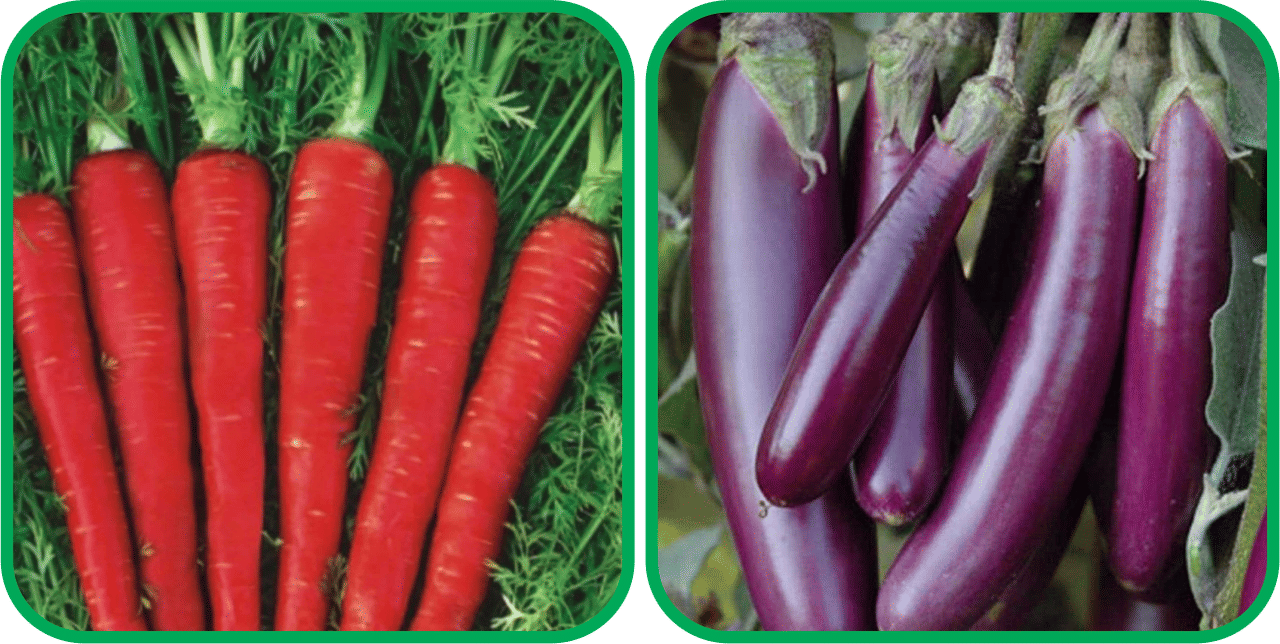     			Aero Seeds Brinjal Purple Long (30 Seeds) And Red Carrot ( 200 Seeds) Vegetable Seeds Pack