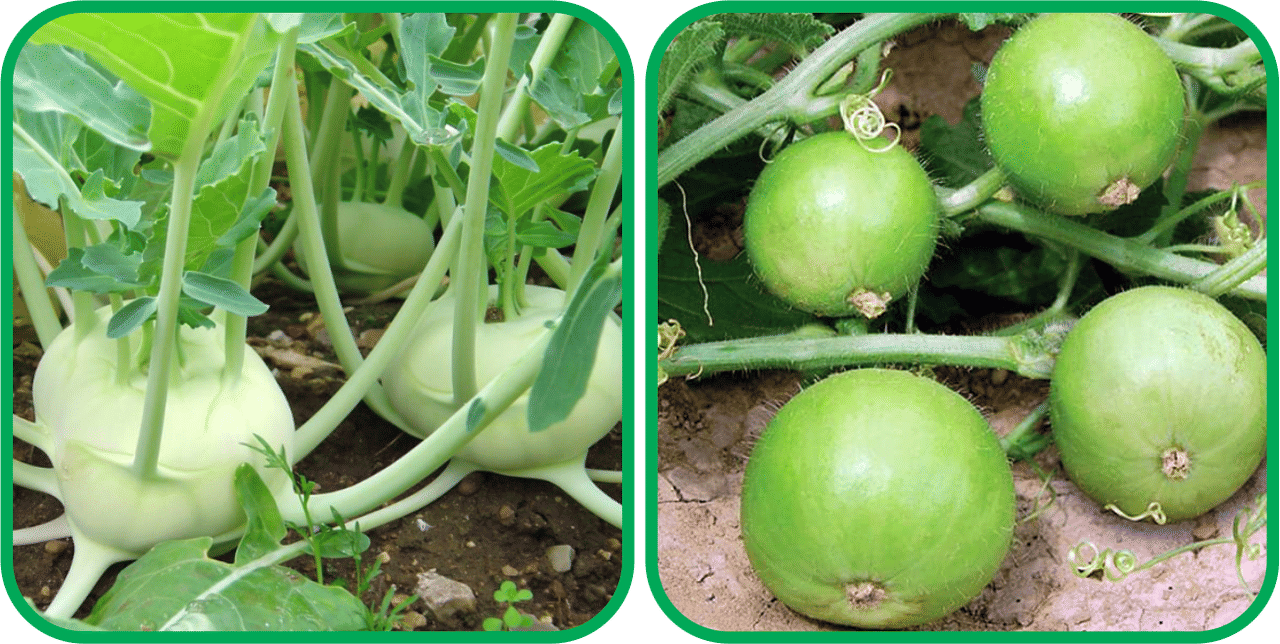Aero Seeds Tinda ( 30 Seeds) And Knol Khol ( 50 Seeds) Vegetable Seeds Pack     			Aero Seeds Tinda ( 30 Seeds) And Knol Khol ( 50 Seeds) Vegetable Seeds Pack