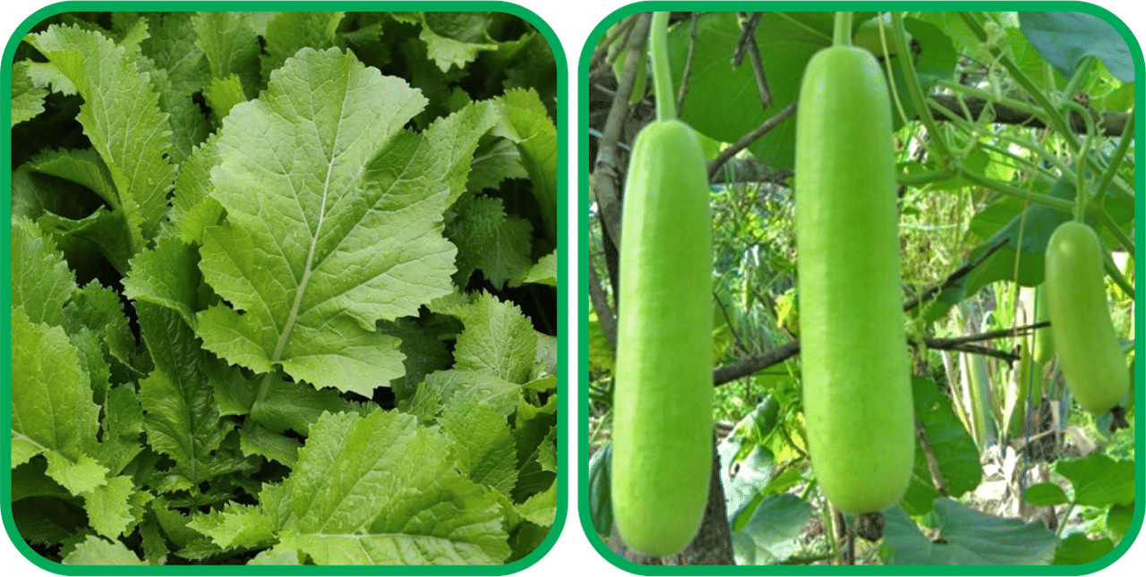     			Aero Seeds Bottle Gourd Long ( 30 Seeds) And Mustard (200 Seeds) Vegetable Seeds Pack