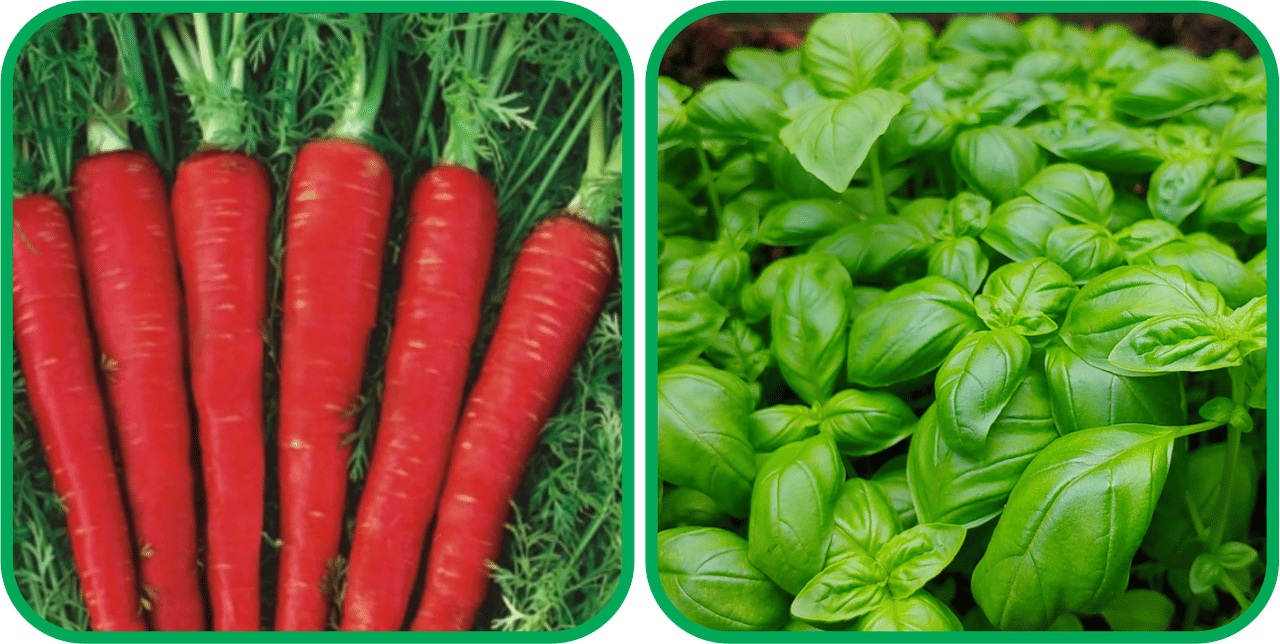 Aero Seeds Basil Green ( 100 Seeds) And Red Carrot ( 200 Seeds) Vegetable Seeds Pack     			Aero Seeds Basil Green ( 100 Seeds) And Red Carrot ( 200 Seeds) Vegetable Seeds Pack
