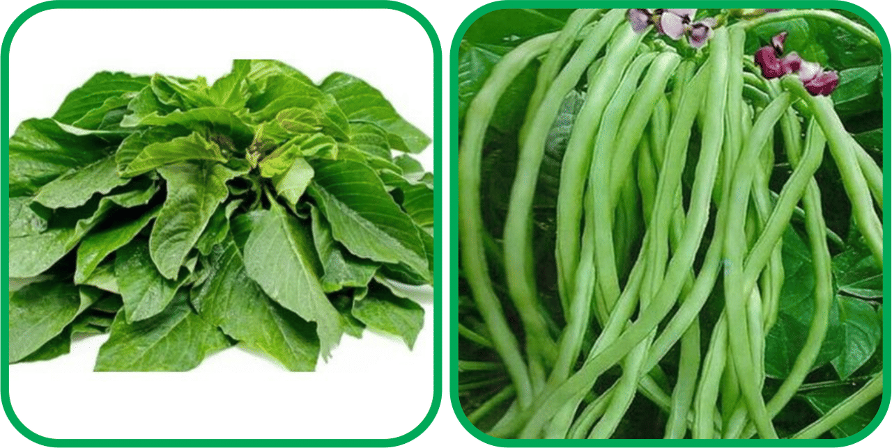 Aero Seeds Lobiya ( 30 Seeds) And Green Amaranth ( 200 Seeds) Vegetable Seeds Pack Aero Seeds Lobiya ( 30 Seeds) And Green Amaranth ( 200 Seeds) Vegetable Seeds Pack