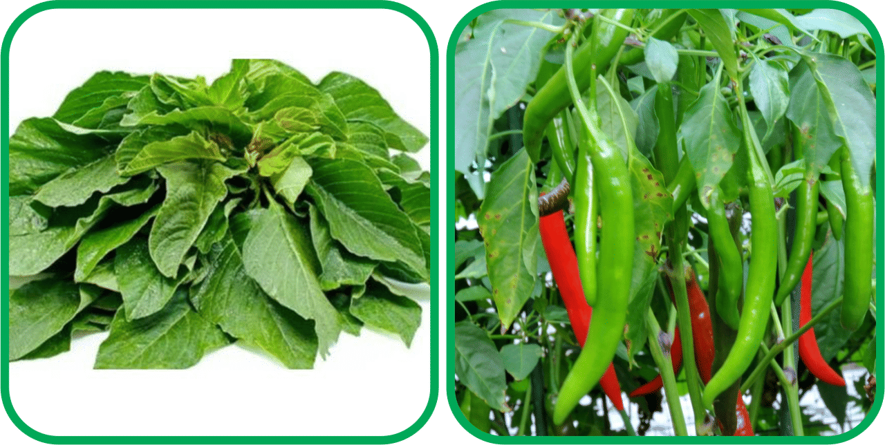     			Aero Seeds Chilli (50 Seeds) And Green Amaranth ( 200 Seeds) Vegetable Seeds Pack