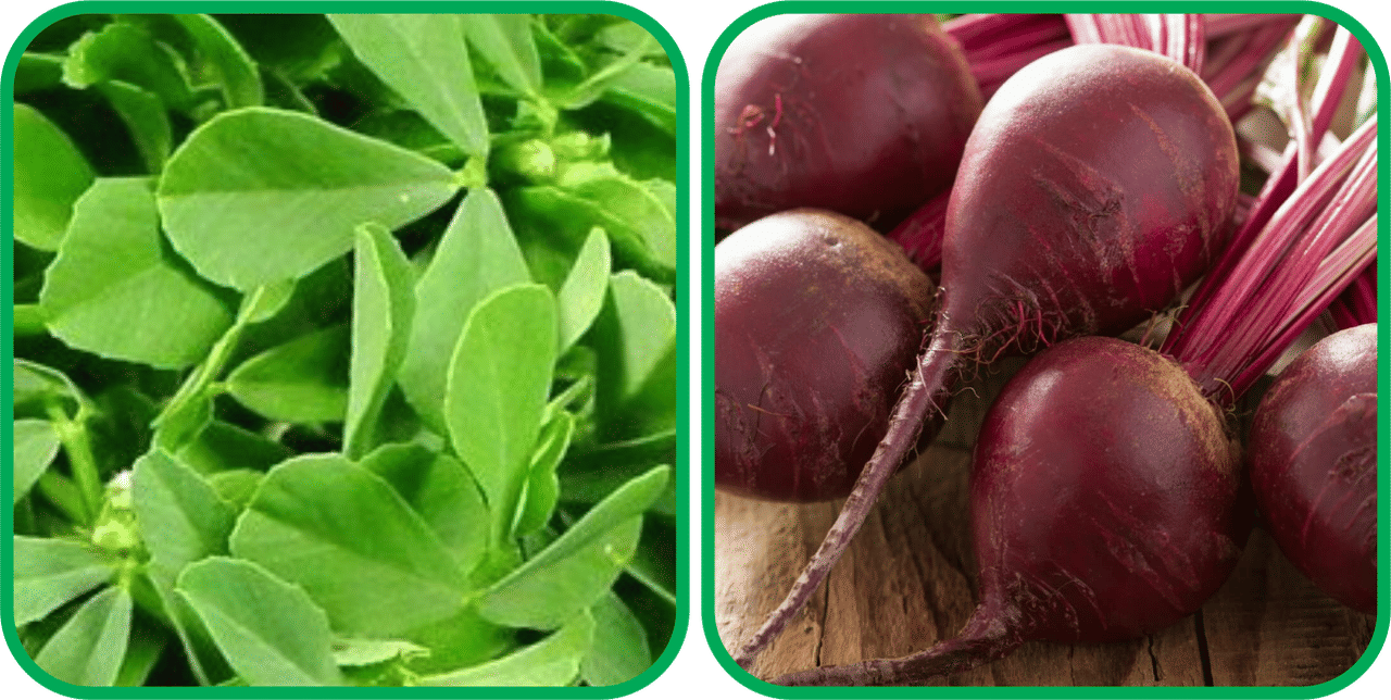 Aero Seeds Beetroot ( 100 Seeds) And Fenugreek (200 Seeds) Vegetable Seeds Pack Aero Seeds Beetroot ( 100 Seeds) And Fenugreek (200 Seeds) Vegetable Seeds Pack